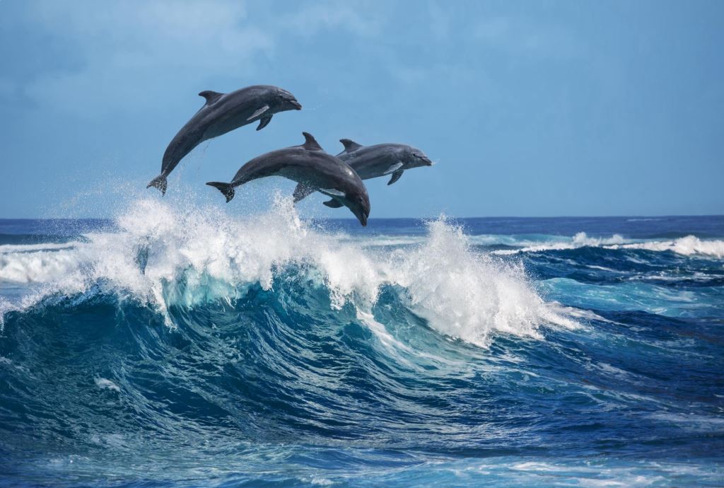 whale watching kalpitiya