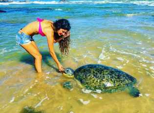 Turtles in Sri Lanka