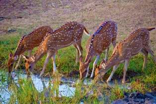 Wild life Sri Lanka