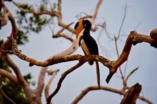 Wild life Sri Lanka