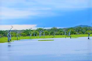 Wild life Sri Lanka