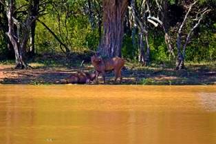 Wild life Sri Lanka