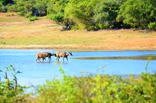 Wild life Sri Lanka