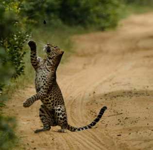 Wild life Sri Lanka