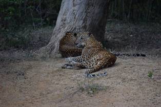 Wild life Sri Lanka